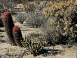 USA_Mexico2006-2007-047